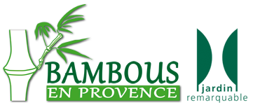 Bambous en Provence